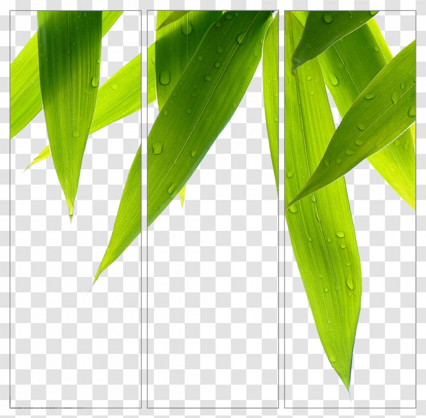 Bamboo Leaves Background - Grass - Pleioblastus Transparent PNG