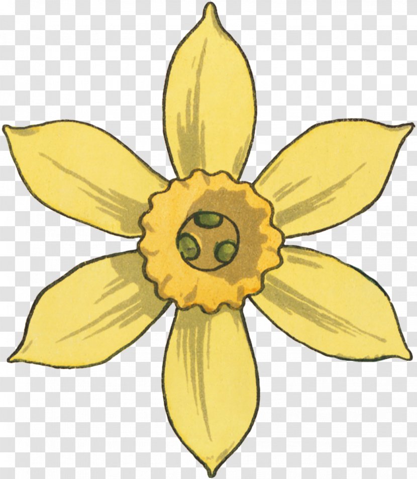 Narcissus Floral Design Pattern - Sunflower M Transparent PNG