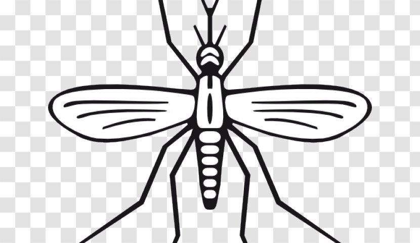 Drawing Clip Art Insect Vector Graphics Marsh Mosquitoes - Invertebrate Transparent PNG