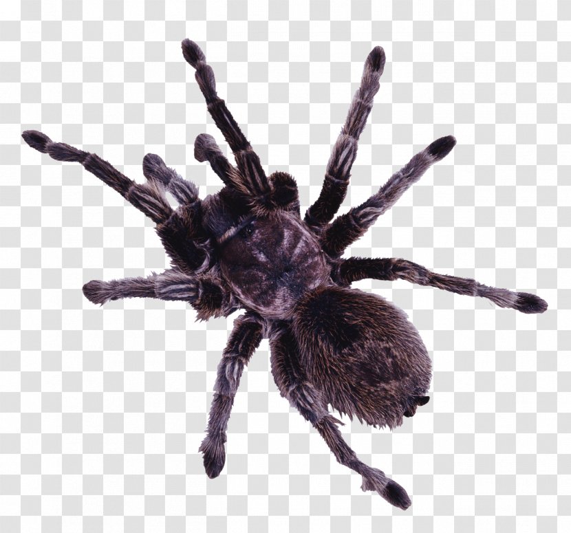 Spider Clip Art - Tarantula Transparent PNG