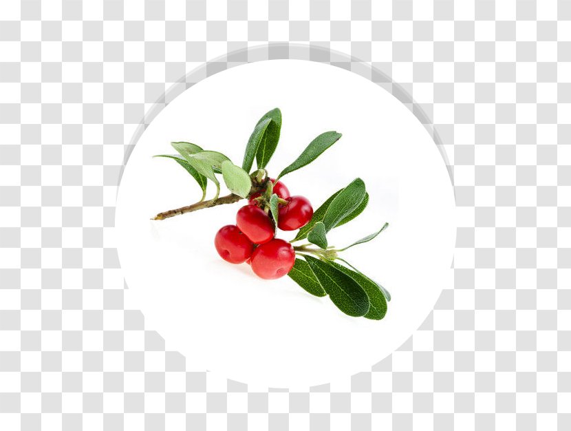 Bearberry Extract Arbutin Urinary Tract Infection Excretory System - Medicinal Plants - Maa Transparent PNG