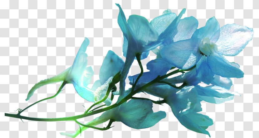 Petal Flower Ozan Optik Sancaktepe Ortadağ Blue Instagram - Flowering Plant Transparent PNG