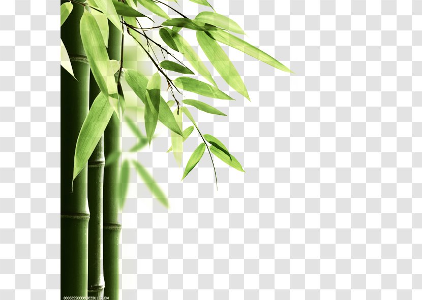 China Dragon Boat Festival U7aefu5348 Traditional Chinese Holidays - Unesco Intangible Cultural Heritage Lists - Nature Bamboo Transparent PNG