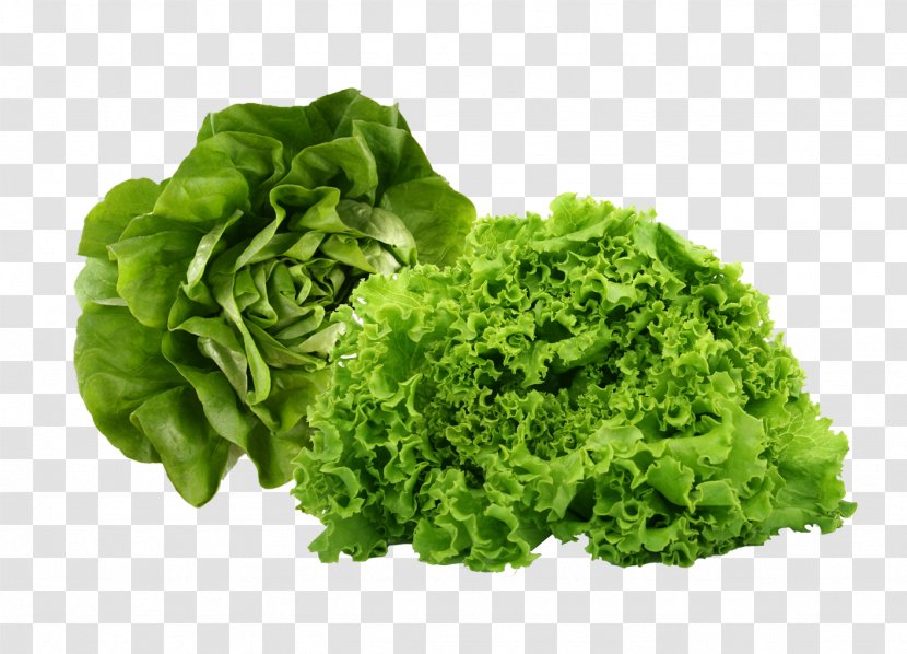 Leaf Vegetable Health Food Butterhead Lettuce - Frame Transparent PNG