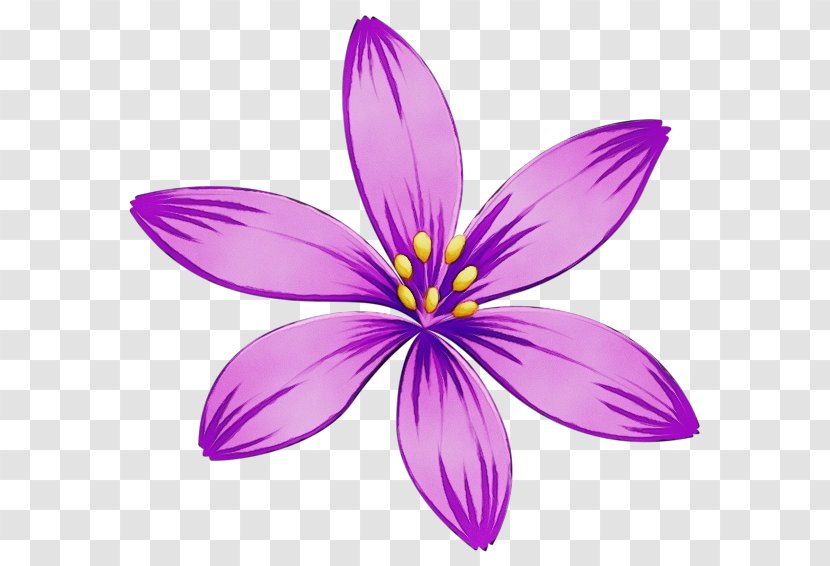 Petal Violet Purple Flower Plant - Iris Family Wildflower Transparent PNG