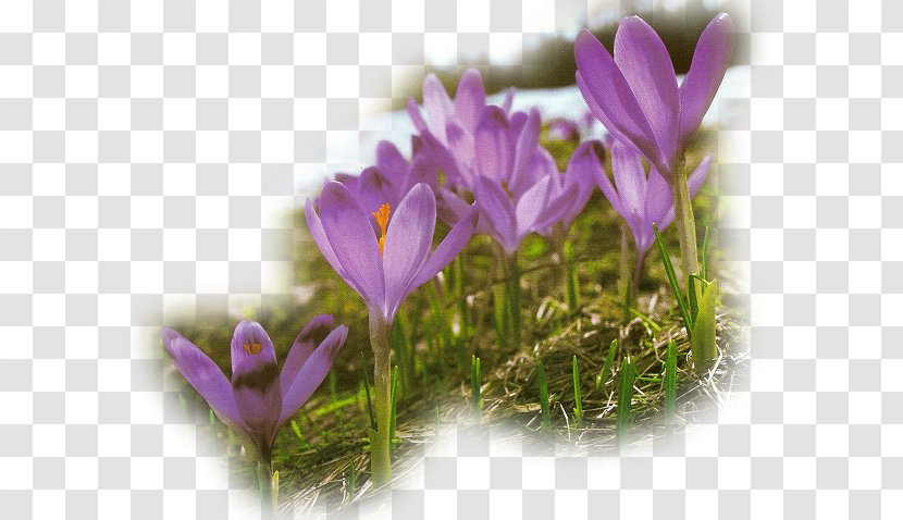 Spring Flower Easter - Flowering Plant - Kwiaty Wiosenne Transparent PNG