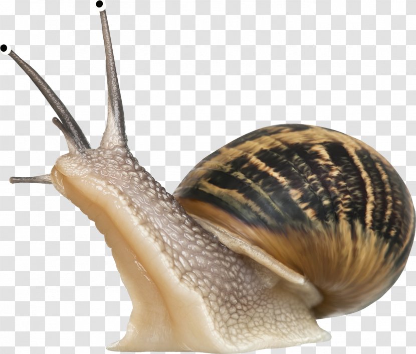 Cornu Aspersum Burgundy Snail Slime Pet - Gastropod Shell - Cute Little Transparent PNG