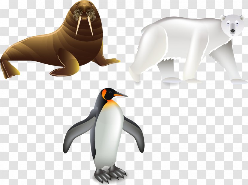Penguin Euclidean Vector Illustration - Drawing - Walrus Elements Transparent PNG