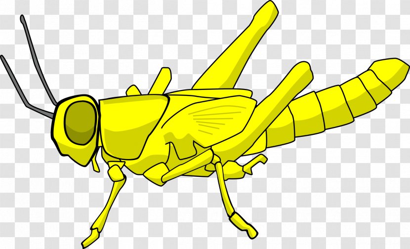 Insect Locust Grasshopper Clip Art - Australian Plague - Bug Transparent PNG