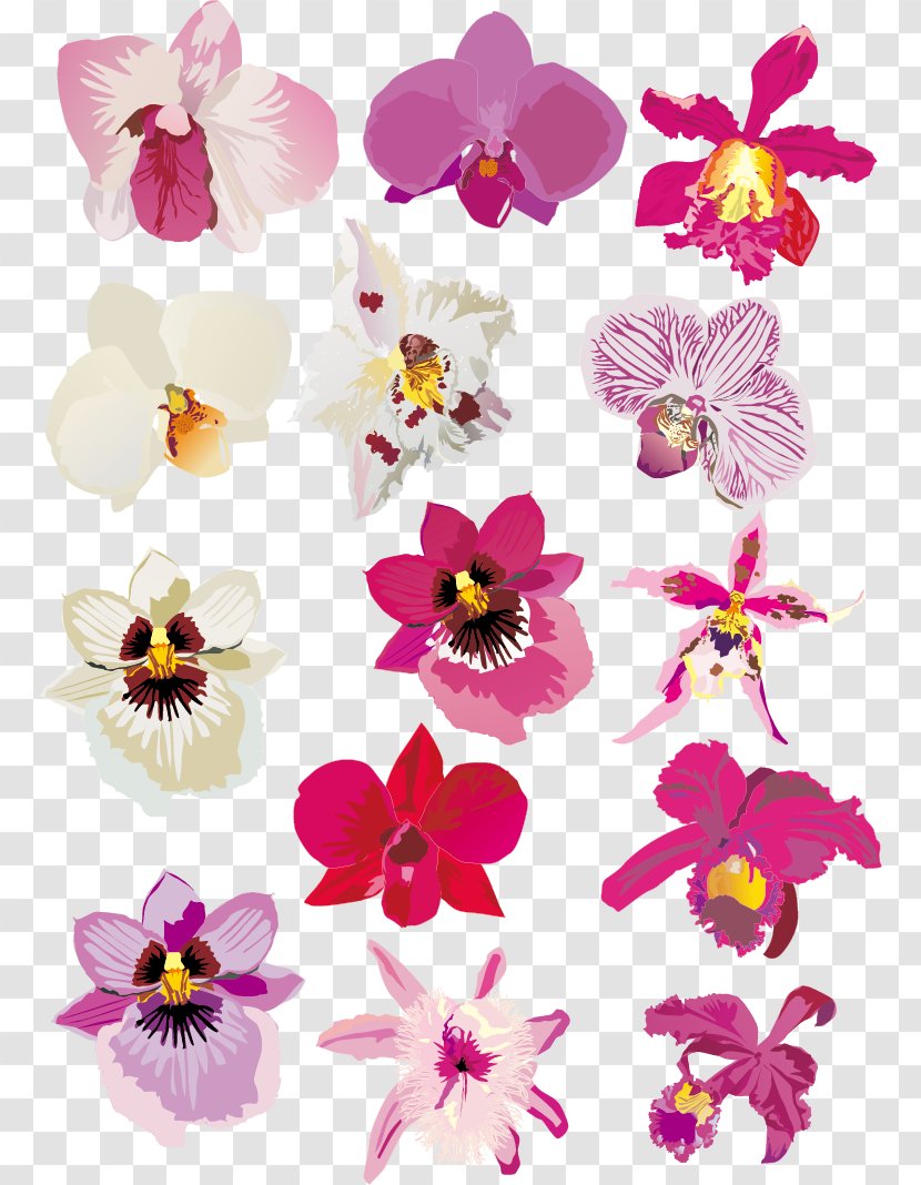 Orchids Euclidean Vector Download - Ipomoea Nil - Orchid Material Transparent PNG