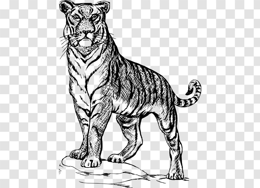 Cat Drawing Line Art Clip - Organism - Tiger Royalty Free Transparent PNG