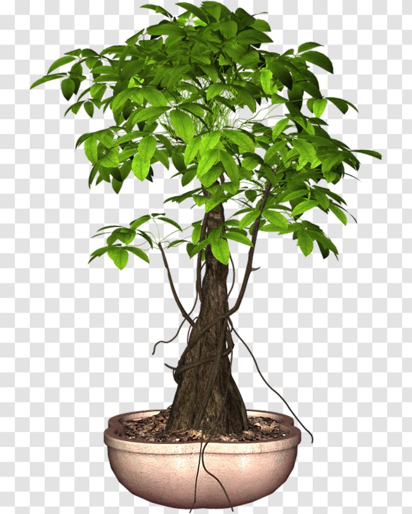 Sageretia Theezans Flowerpot Tree Ornamental Plant - Bonsai Transparent PNG
