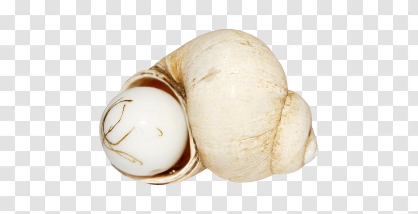 Pearl Conch Seashell - Root Vegetable - Creative Snail Transparent PNG