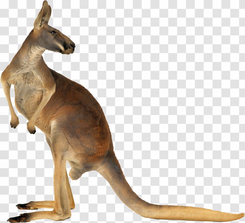 Red Kangaroo Australia Eastern Grey - Mammal Transparent PNG