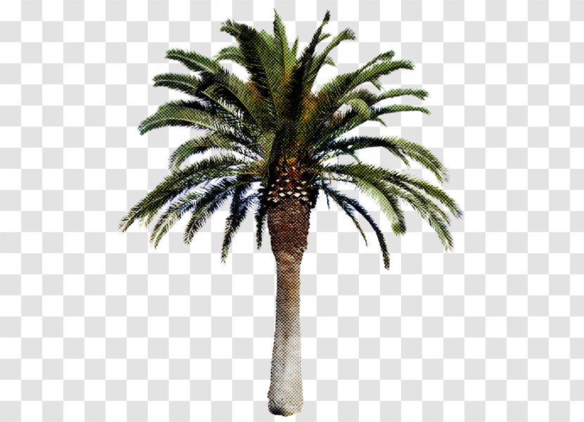 Palm Tree - Woody Plant - Terrestrial Desert Transparent PNG