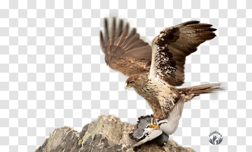 Hawk Eagle Faroz Pide & Akcaabat Kofte Salonu Buzzard Falcon - Bird Of Prey Transparent PNG