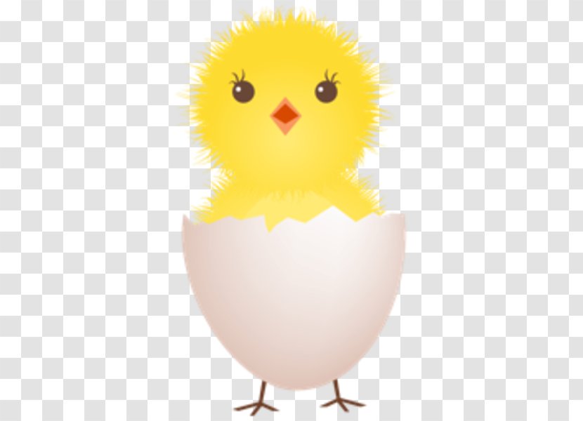 Chicken Fried Egg Eggshell Clip Art - Galliformes - Chicks Download Ico Transparent PNG