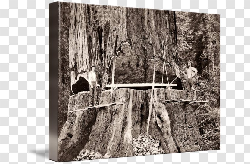 Trunk Gallery Wrap Canvas Humboldt County, California Coast Redwood - Photography - Giant Sequoia Transparent PNG