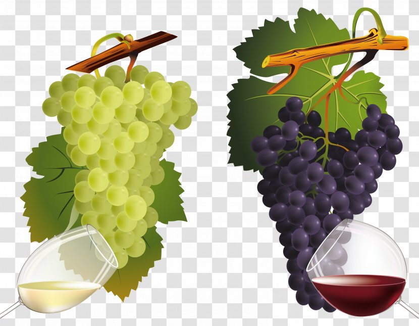 Common Grape Vine Wine Leaves - Seed Extract Transparent PNG
