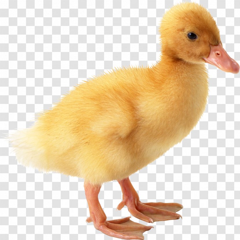 American Pekin Duckling Goose - Duck Transparent PNG