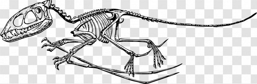 Pterodactyls Stegosaurus Dinosaur Plesiosauria Ichthyosaurus - Drawing Transparent PNG