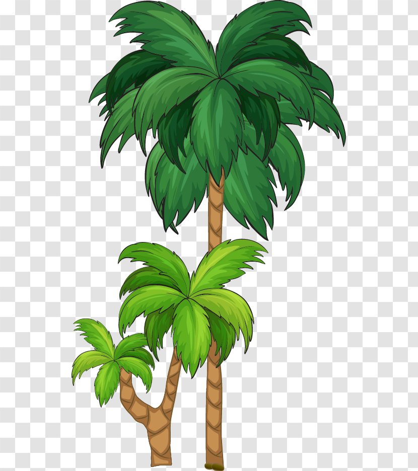 Tree Arecaceae Illustration - Arecales - Cartoon Great Fresh Coconut Transparent PNG