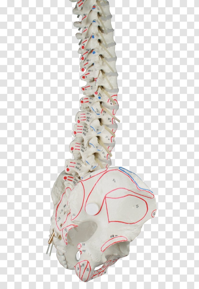 Vertebral Column Pelvis Anatomy Ligament - Watercolor - Skeleton Transparent PNG