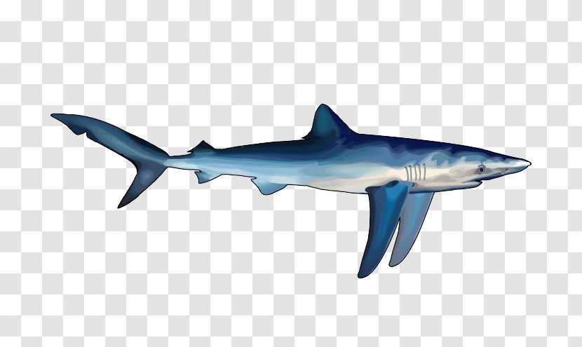 Great White Shark Hungry Evolution World Blue - Blacktip Reef - Tiburon Transparent PNG