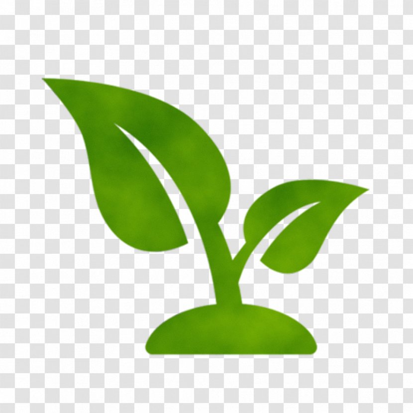 Tea Tree Oil - Plant - Stem Houseplant Transparent PNG