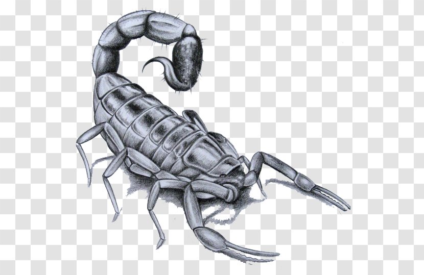 Scorpion Flash Tattoo Drawing Transparent PNG