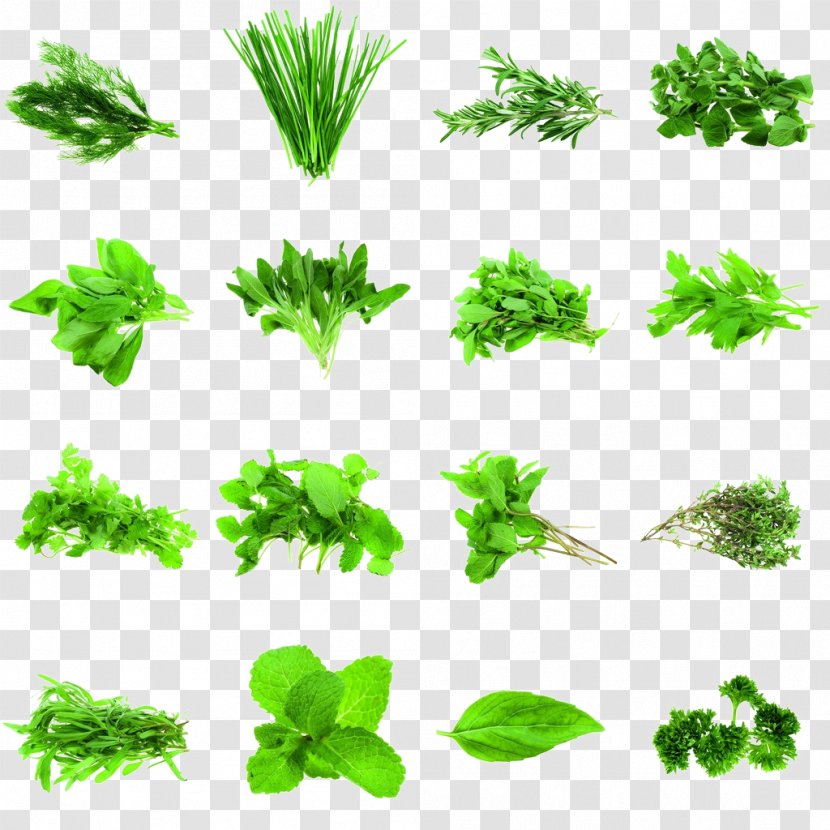 Herb Coriander Parsley Rosemary Spice Transparent PNG