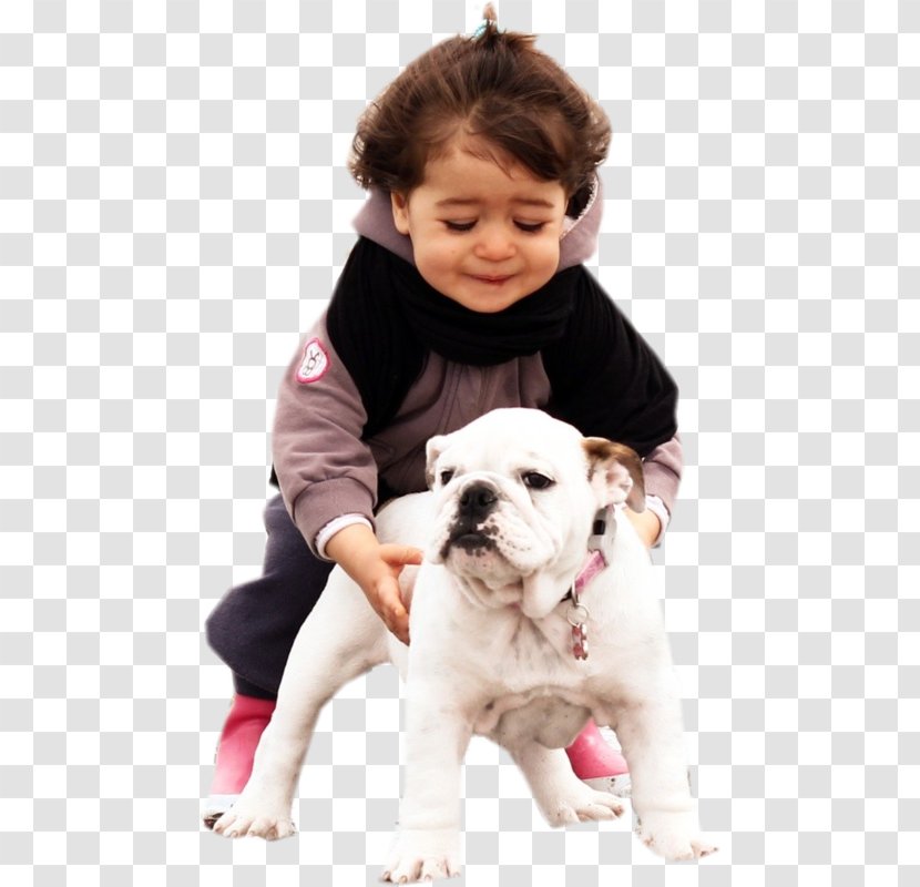 American Bulldog Puppy Dog Breed Companion Transparent PNG