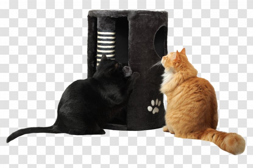 Cat Kitten Dog Pet TRAZ - Paw - Lazy Fat Transparent PNG