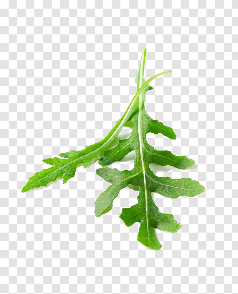 Leaf Vegetable Arugula - Herb - Strawberry Leaves Close-up Transparent PNG