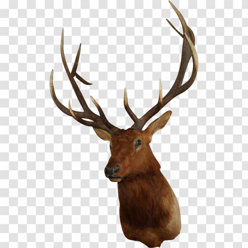 White-tailed Deer Elk Wall Decal - Hunting - Horn Transparent PNG