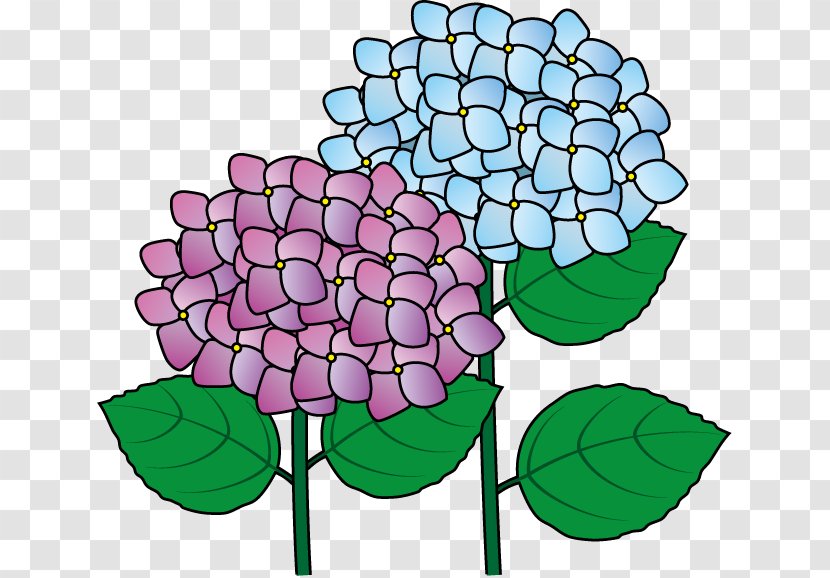 Cut Flowers French Hydrangea Plant Clip Art - Flora Transparent PNG