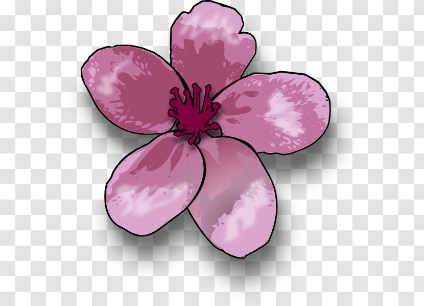 Drawing Blossom Apple Clip Art - Museum - BLOSSOM Transparent PNG