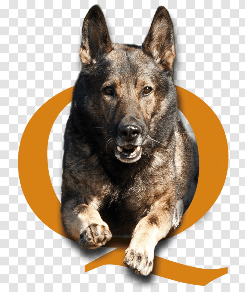 Kunming Wolfdog Saarloos Czechoslovakian Tamaskan Dog German Shepherd - Beyond Basic Training Transparent PNG