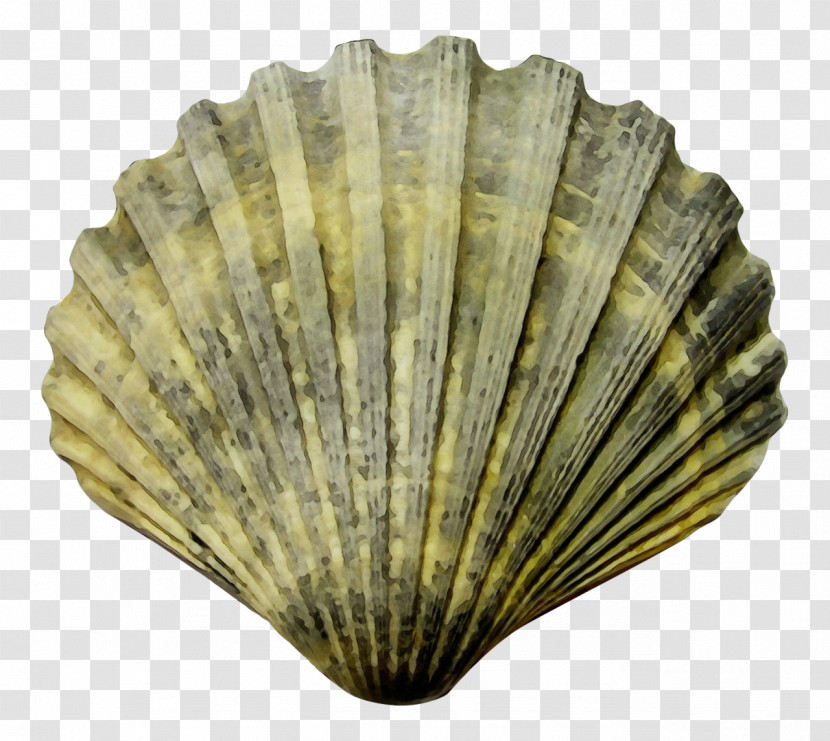 Cockle Painting Drawing Seashell Bivalvia Transparent PNG