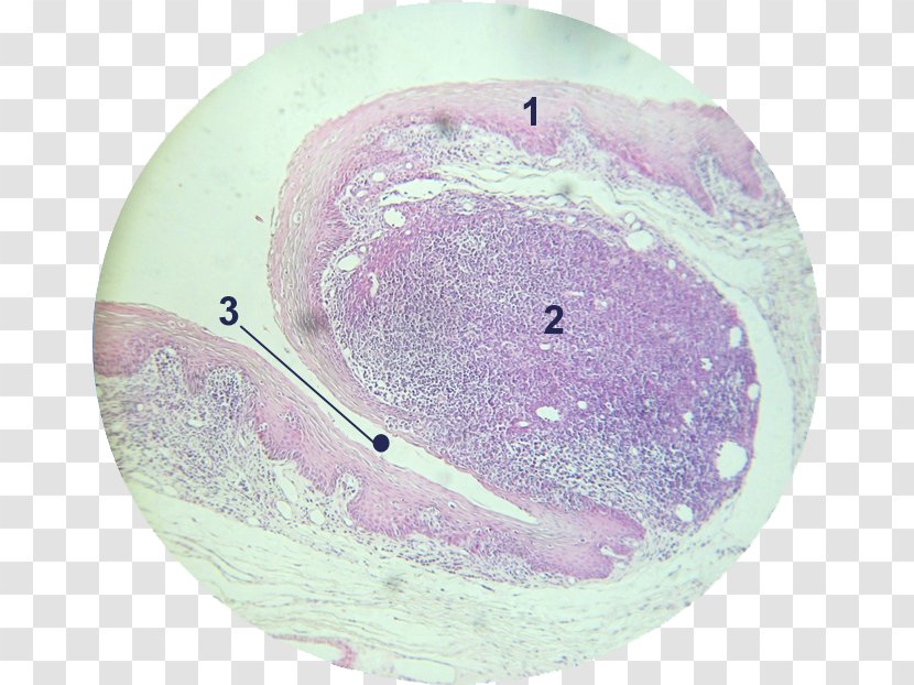 Tonsil Adenoid Epithelium Lingual Artery Histology - Organism - Stratified Transparent PNG
