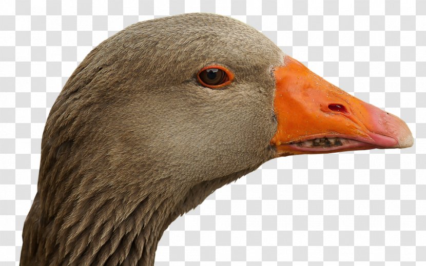 Swan Goose Duck Bird Cygnini - Water Transparent PNG