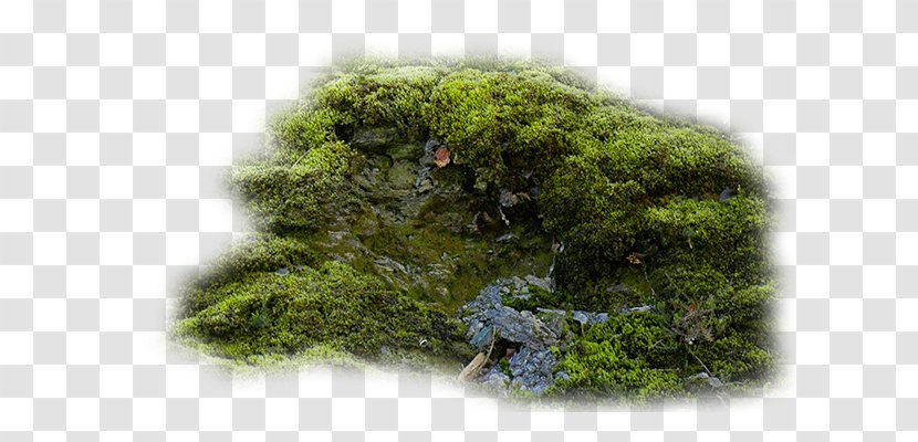 Moss Vegetation Forest - Tree Transparent PNG