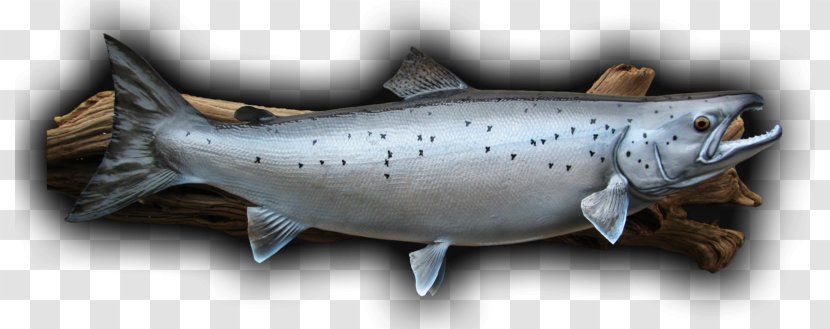 Coho Salmon Smoked Trout Atlantic - Fish Transparent PNG