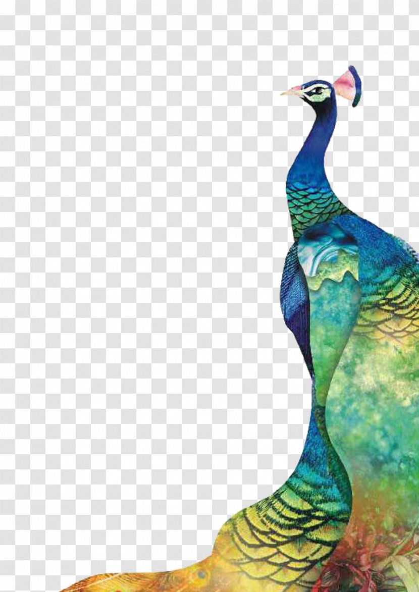 Tea Asiatic Peafowl Feather - Bird - Peacock Transparent PNG