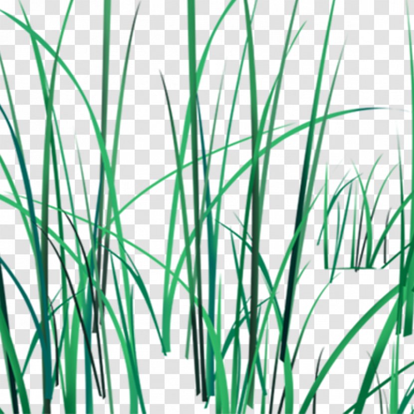 Download - Grasses - Grass Transparent PNG