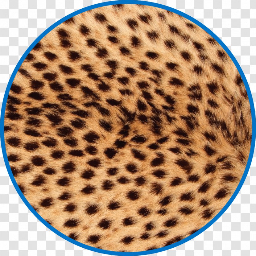 Cheetah Leopard Stock Photography Stock.xchng Image - Fur Transparent PNG