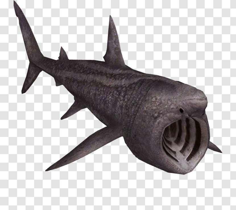Zoo Tycoon 2 Requiem Shark Squaliformes Basking - Cartilaginous Fish - Animal Transparent PNG