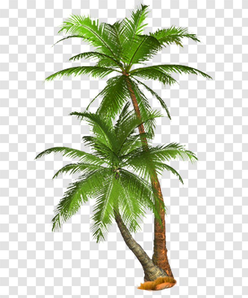 Arecaceae Tree Clip Art - Oil Palms Transparent PNG