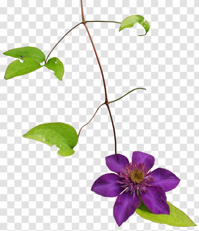 Clematis Armandii - Flora - Fromat Transparent PNG