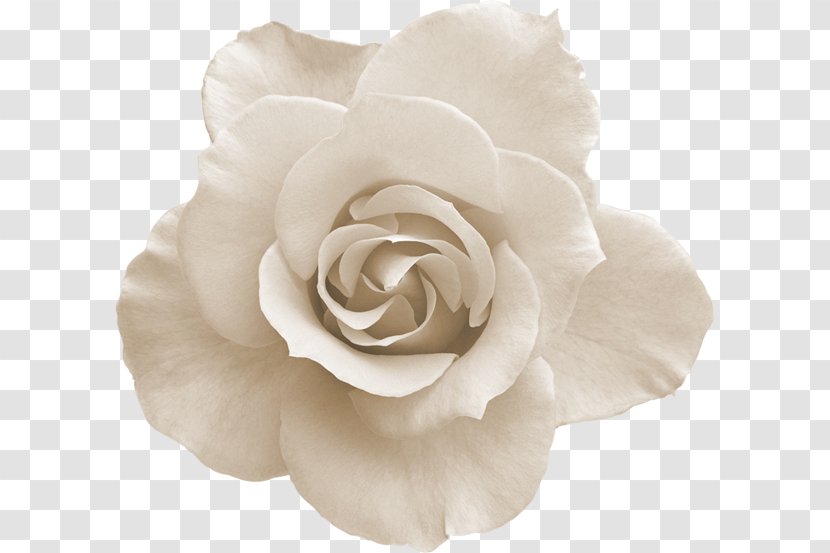 Rose Pink Flowers Desktop Wallpaper - Flowering Plant Transparent PNG